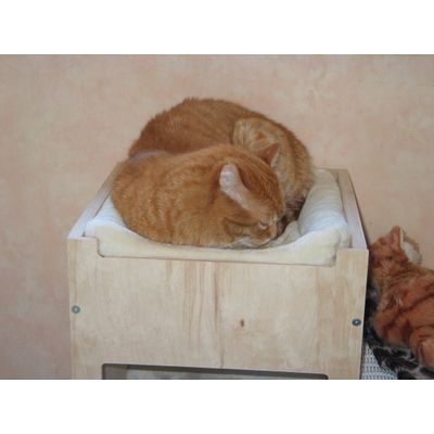 Kater