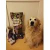 Lina the golden retriver 
