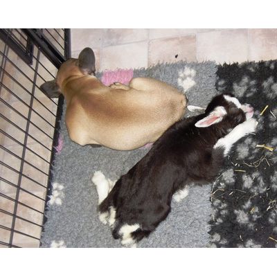 ully und Ziegenkind