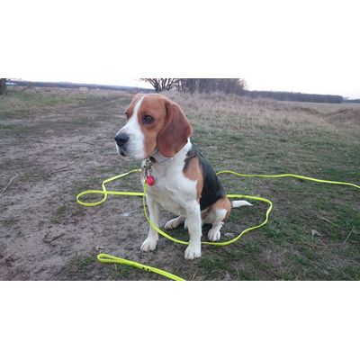 Duncan the beagle with his 10m long leash