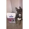 Guizmo