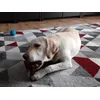 Pepper je uwielbia