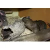 Parafa alagut degu
