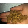 Bolas