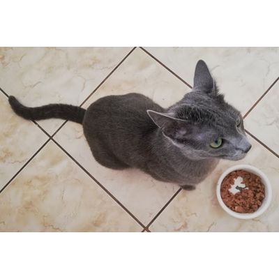 Ori bardzo lubi karmy Animonda