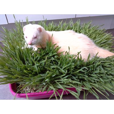 Sylvestre