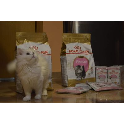 Kitten