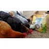 Mes poules raffolent des vers de farine de ZOOPLUS