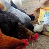 Mes poules raffolent des vers de farine de ZOOPLUS