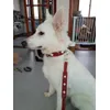 BergerBlancSuisse
