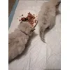 5 week old ragdolls