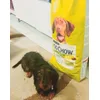 Odie content 