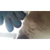 Mega