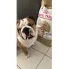 Royal canin Bulldog Anglais 