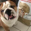 Royal canin Bulldog Anglais