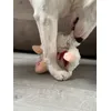Toy