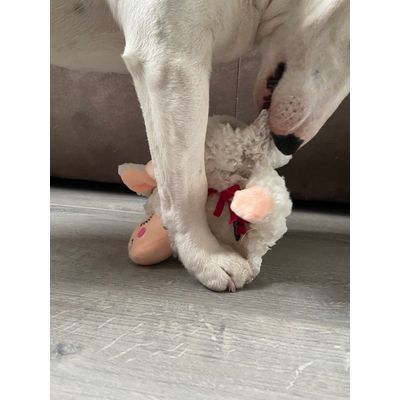 Toy