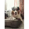 My dog loves it