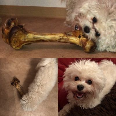 MEGA TOLLER KNOCHEN auch fuer BICHON Hunde