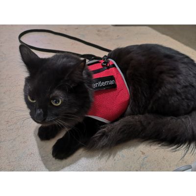 A very nice vest