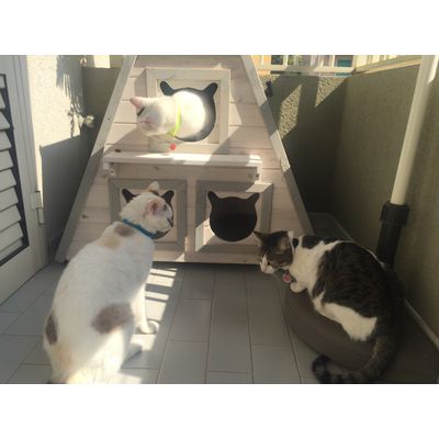 Gatte felici