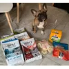 French bouledogue 
