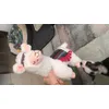 Alpaca 