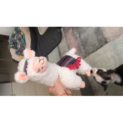 Alpaca