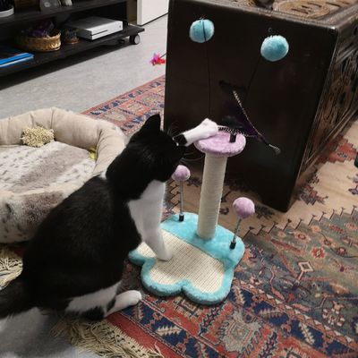 My cat
