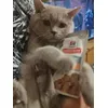 Pussy