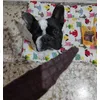 Ranchos von Pedigree