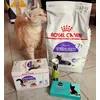 Chouchou Love