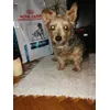Gigike