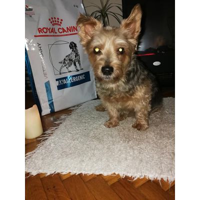 Gigike