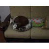 Cleopatra 10kg 50cm 