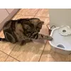 Cat Mate