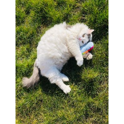 Newby haar favoriet