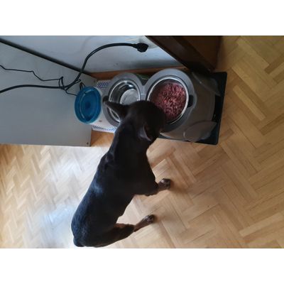 Savic Ergo Feeder Hundebar