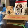 Lorychowchow