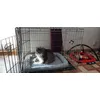 Dog Residence Cat Residence