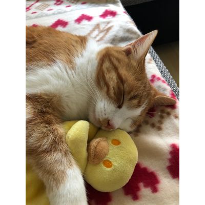 Kuscheln