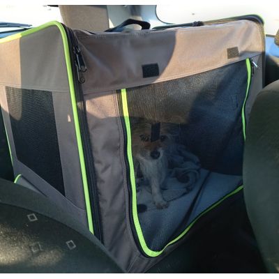 Chihuahua Mischling in M-Box