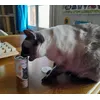 frech die Ronja