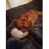Doggo  