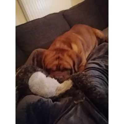 Doggo