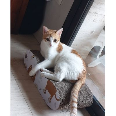 Por fin hemos encontrado el Rascador para Horus
