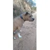 Kiara con su collar nuevo