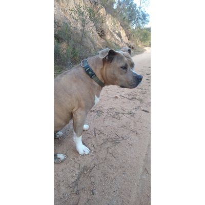 Kiara con su collar nuevo
