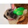 Frisbee AKA chewy