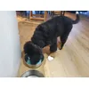 12 week Bernese Mountain Dog